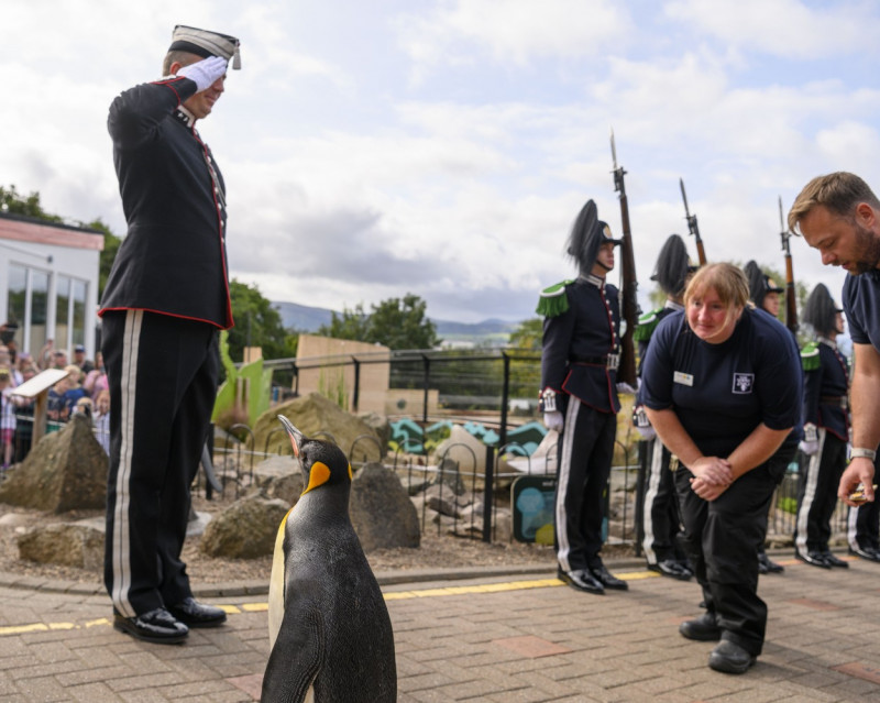 King penguin Nils Olav promotion