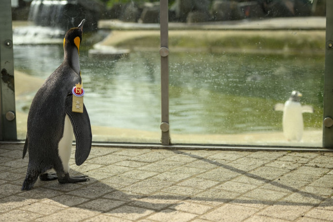 King penguin Nils Olav promotion