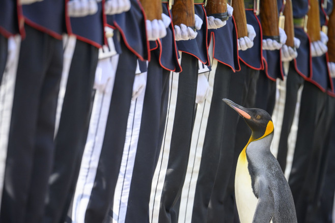 Pinguinul Sir Nils Olav, mascota Gărzii Regale din Norvegia