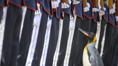 Pinguinul Sir Nils Olav, mascota Gărzii Regale din Norvegia