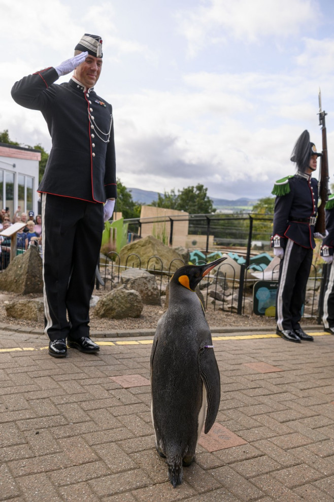 King penguin Nils Olav promotion