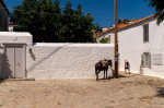 Hydra, Greece. 24th July, 2020. A tourist walks past a mule. The island of Hydra, which covers almost 50 square kilometres, is 65 kilometres south-west of Athens. Cars, neon signs and plastic chairs are prohibited on the island. Credit: Angelos Tzortzinis