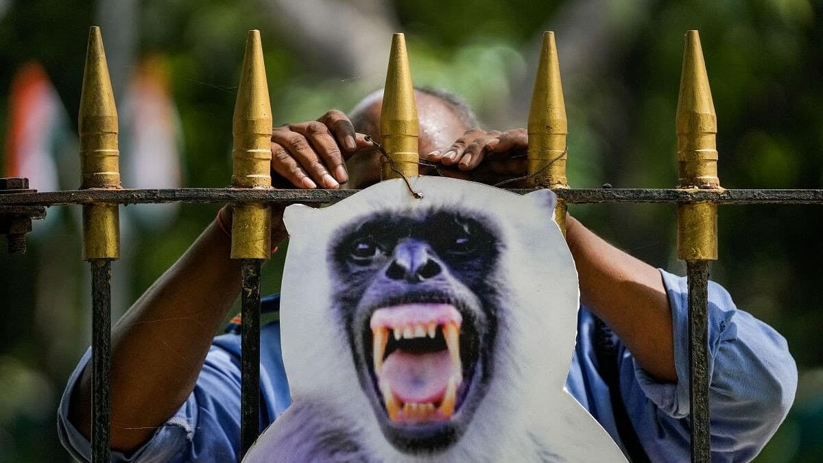 Delhi alungă maimuțele din oraș înainte de summit-ul G20. Autoritățile folosesc panouri uriașe cu maimuțe langur