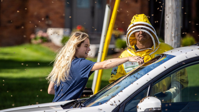 albine pe o mașina și o fată și un apicultor încearcă să le culeagă