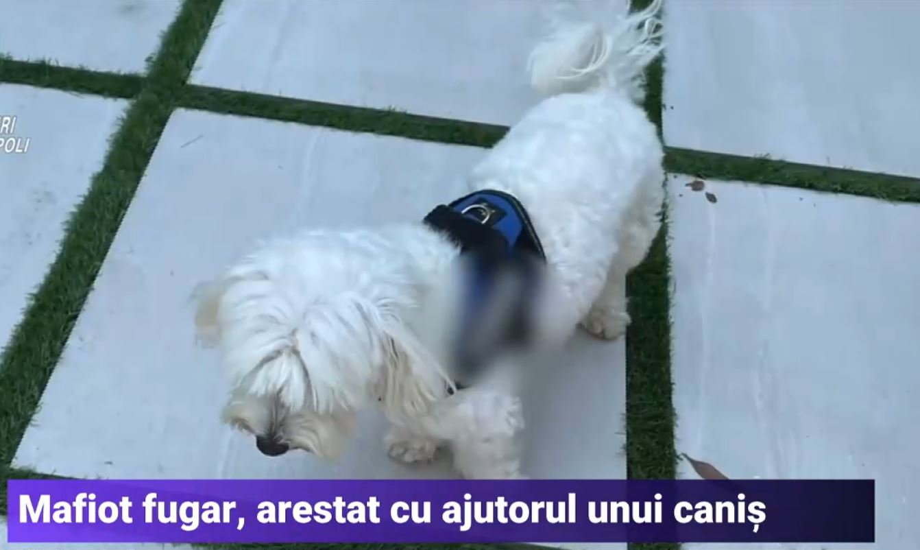 Cap al mafiei italiene, arestat la Napoli. Un câine din rasa caniș a ajutat la prinderea lui Luigi Cacciapuoti