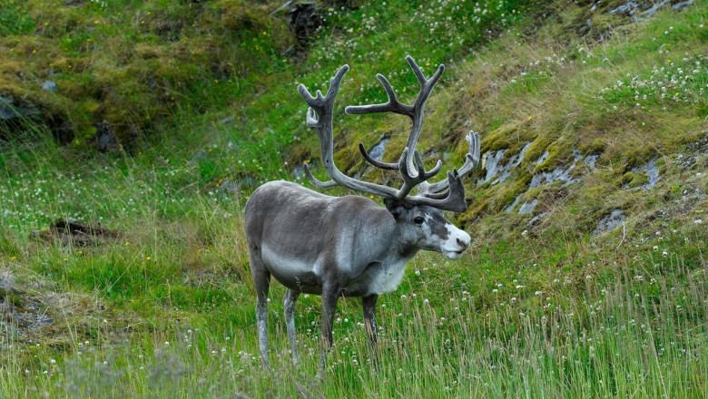 ren la pasune in norvegia