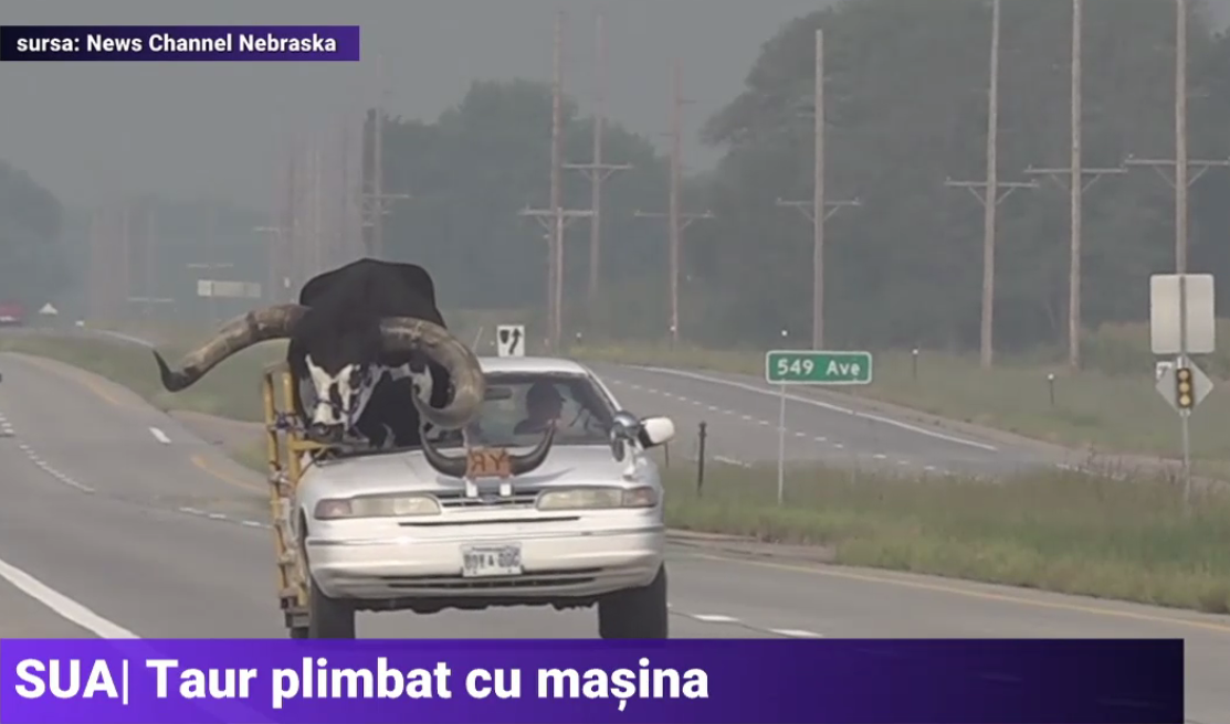 VIDEO. Taur uriaș, plimbat cu un sedan pe autostradă. Ca să încapă, proprietarul a decupat plafonul mașinii