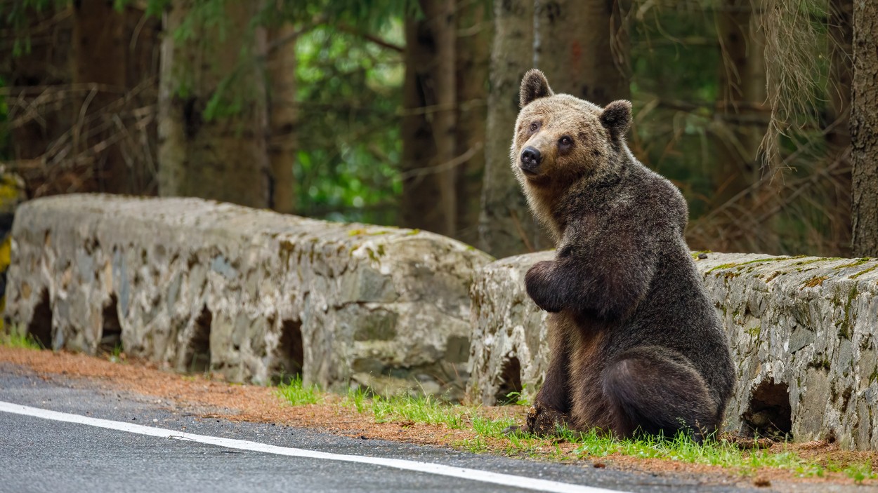 Cotele de sacrificare a urșilor bruni vor fi discutate de Guvern cu Academia Română. Nu sunt vizate măsuri noi