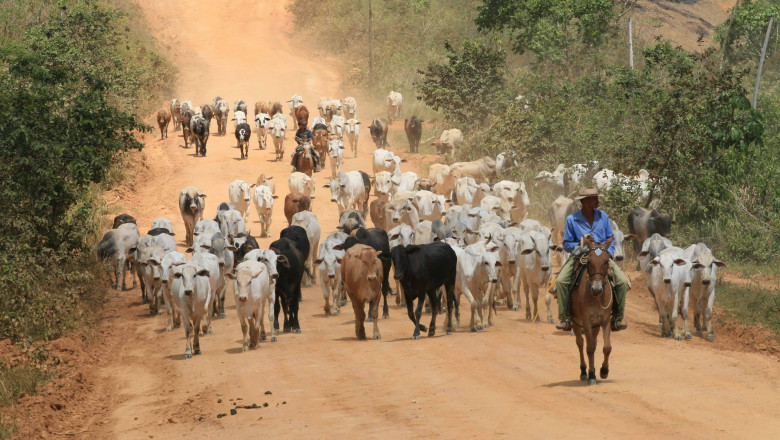 turma de vaci în brazilia