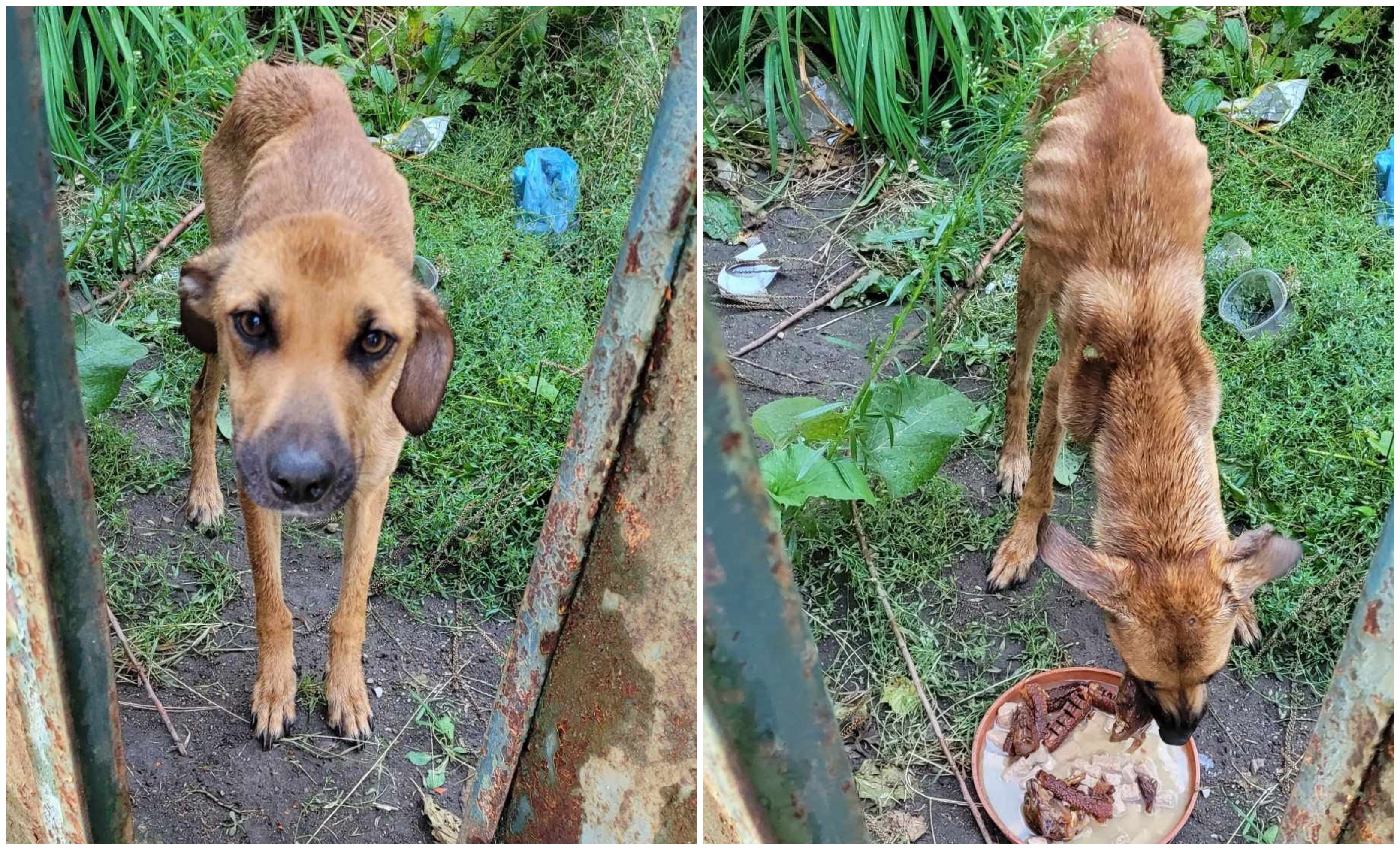 Cățelușă ținută fără apă și mâncare, salvată dintr-o curte nelocuită din Bihor. Amendă uriașă pentru proprietar