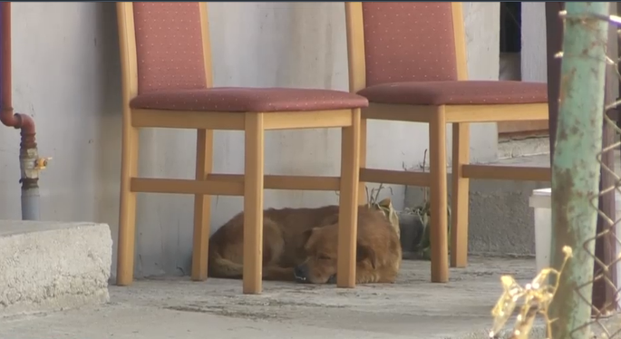Câinele soților morți în exploziile din Crevedia încă îi așteaptă în curte. Cei rămași fără case își adună lucrurile în saci de gunoi