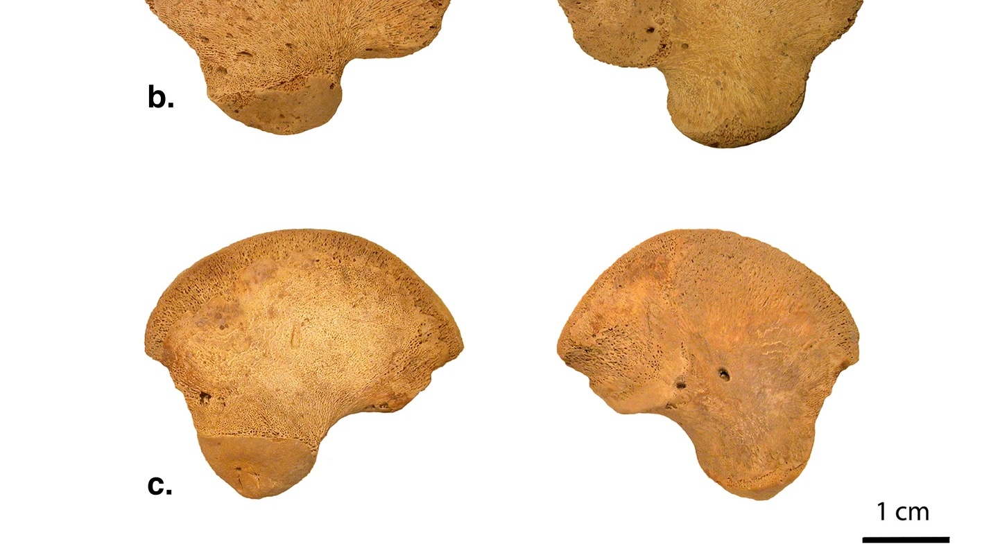 Un os de bebeluș Homo sapiens, descoperit într-o peşteră locuită de Neanderthalieni. Noi ipoteze privind trecutul nostru