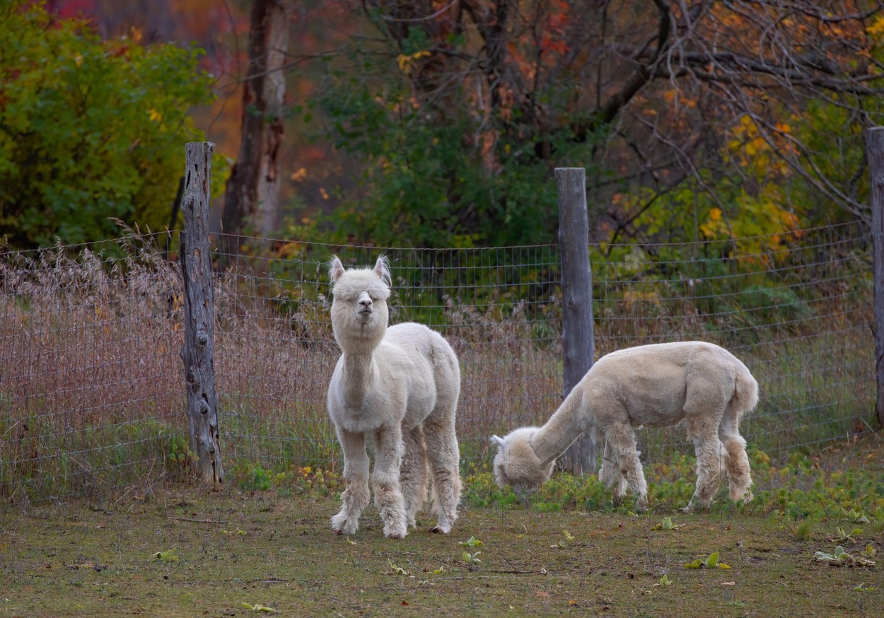 Proprietarul unei pizzerii din SUA a folosit ajutoarele din timpul pandemiei pentru a-și cumpăra o fermă de alpaca
