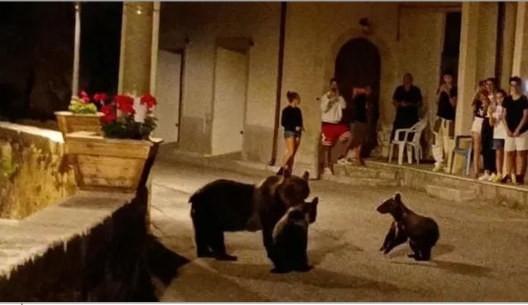 Revoltă în Italia după ce o ursoaică cu doi pui a fost împușcată mortal. „Nu cred că a fost ucisă în legitimă apărare”