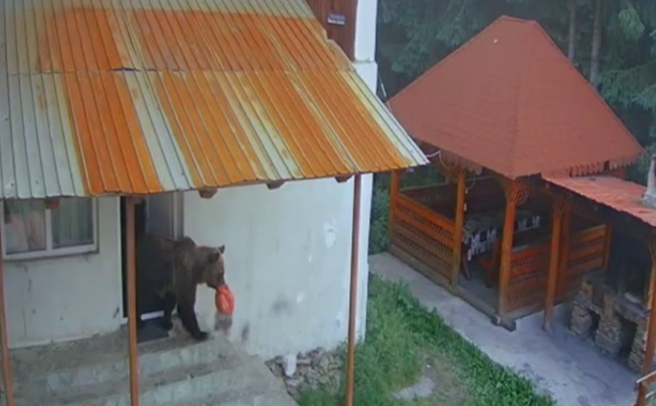 La Rânca, un urs caută mâncare în cabane, aproape în fiecare noapte: Intră, nu distruge bucătăria. Mănâncă ce e dulce din frigider