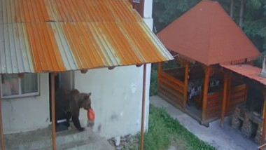 urs care iese cu o punga cu mancare dintr-o cabana