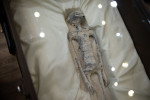 “Non-human” alien corpses are displayed to the media in Mexico City