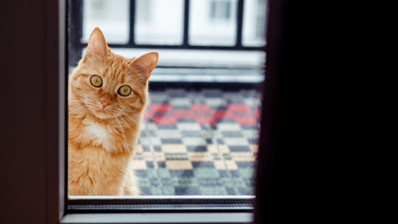o pisică se uita printr-o ușă de sticlă