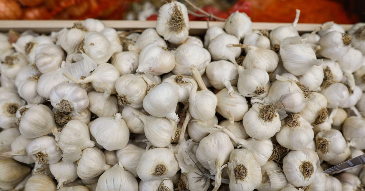 Guvernul a aprobat ajutoare pentru cultivatorii de usturoi