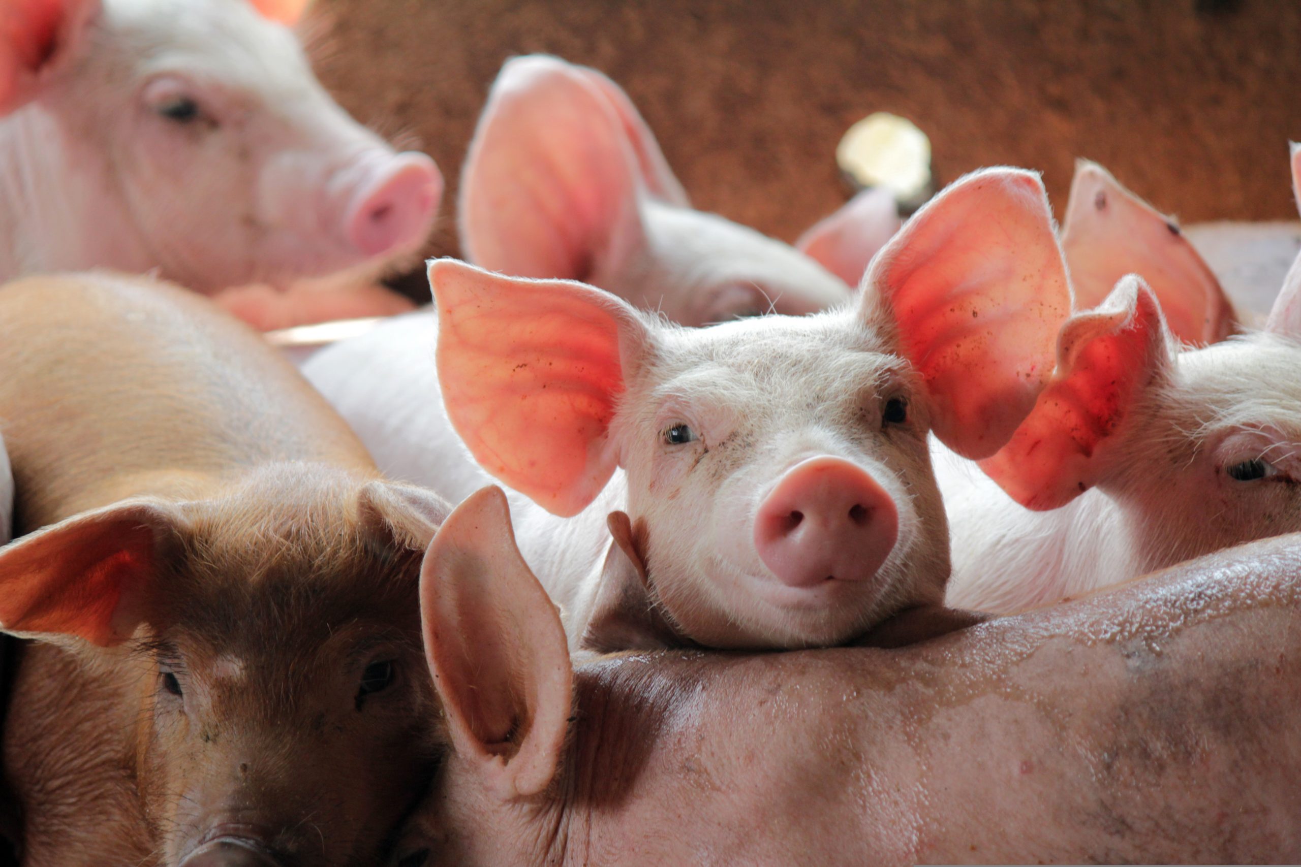 România importă 80% din carnea de porc. Min. Agriculturii: Trebuie să producem 10 milioane de purcei pentru a atinge necesarul de 100%