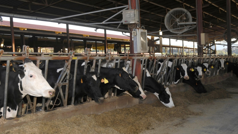 Ministrul Agriculturii vrea să înființeze stații de producere a biogazului în cadrul fermelor de bovine: Îi vom obliga să aibă și sere