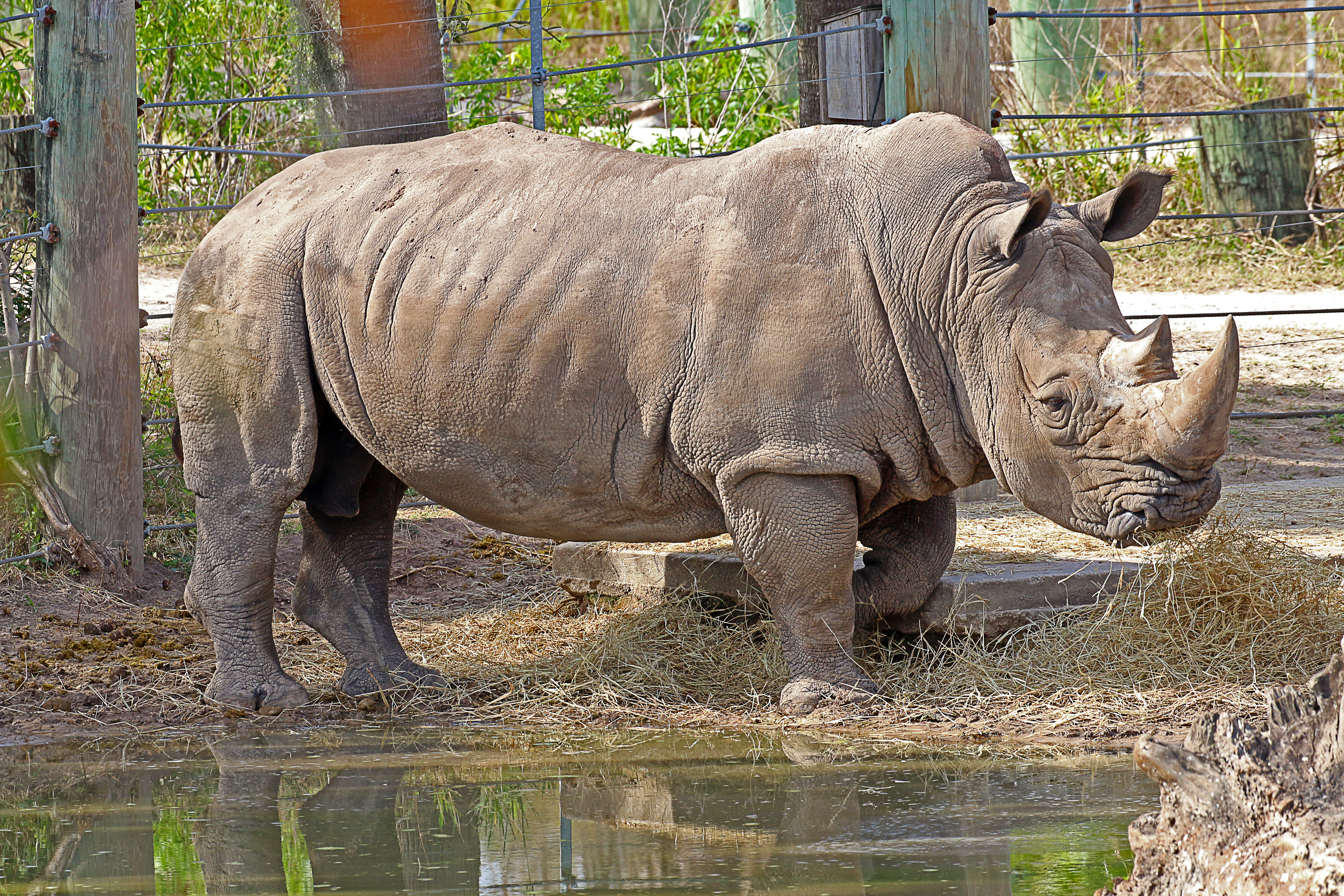 O femeie de 33 de ani a fost ucisă de un rinocer de la o grădină zoologică din Austria