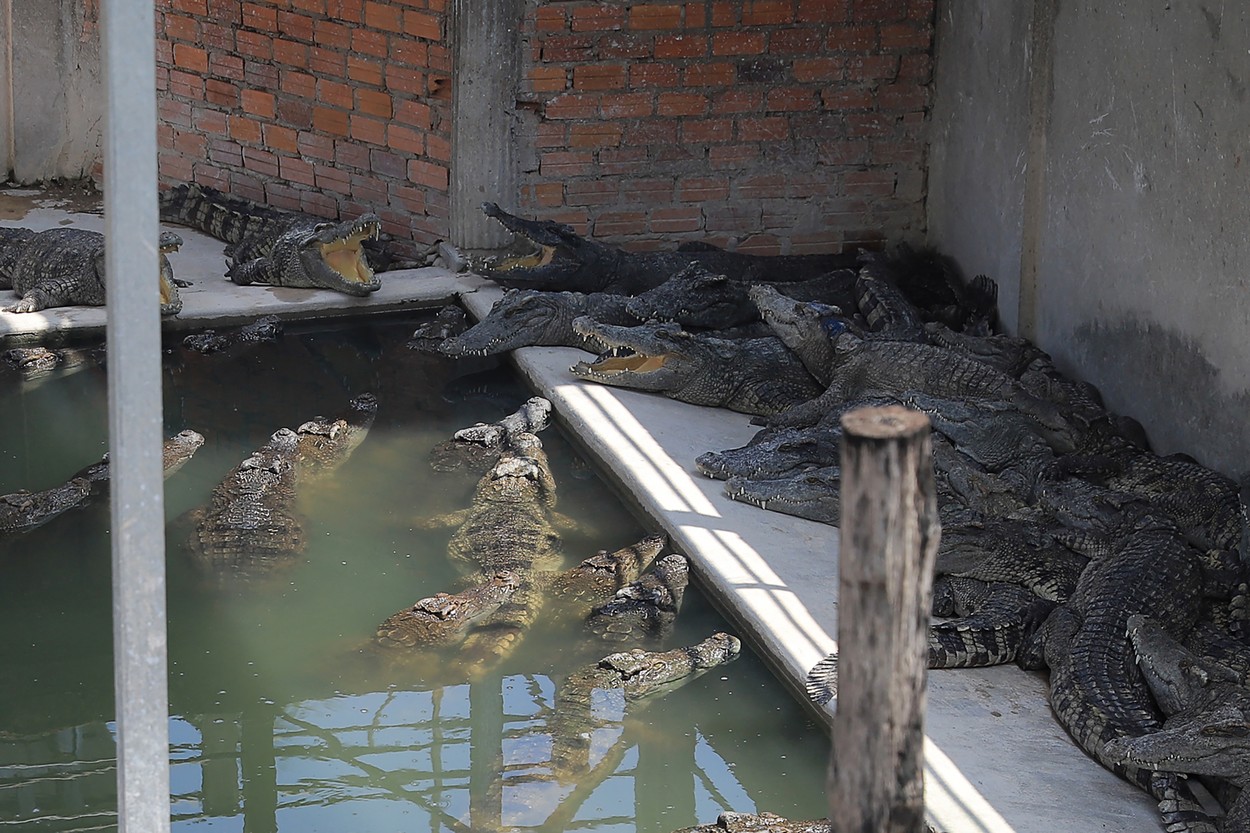 Zeci de crocodili au scăpat dintr-o crescătorie din China, în urma inundațiilor
