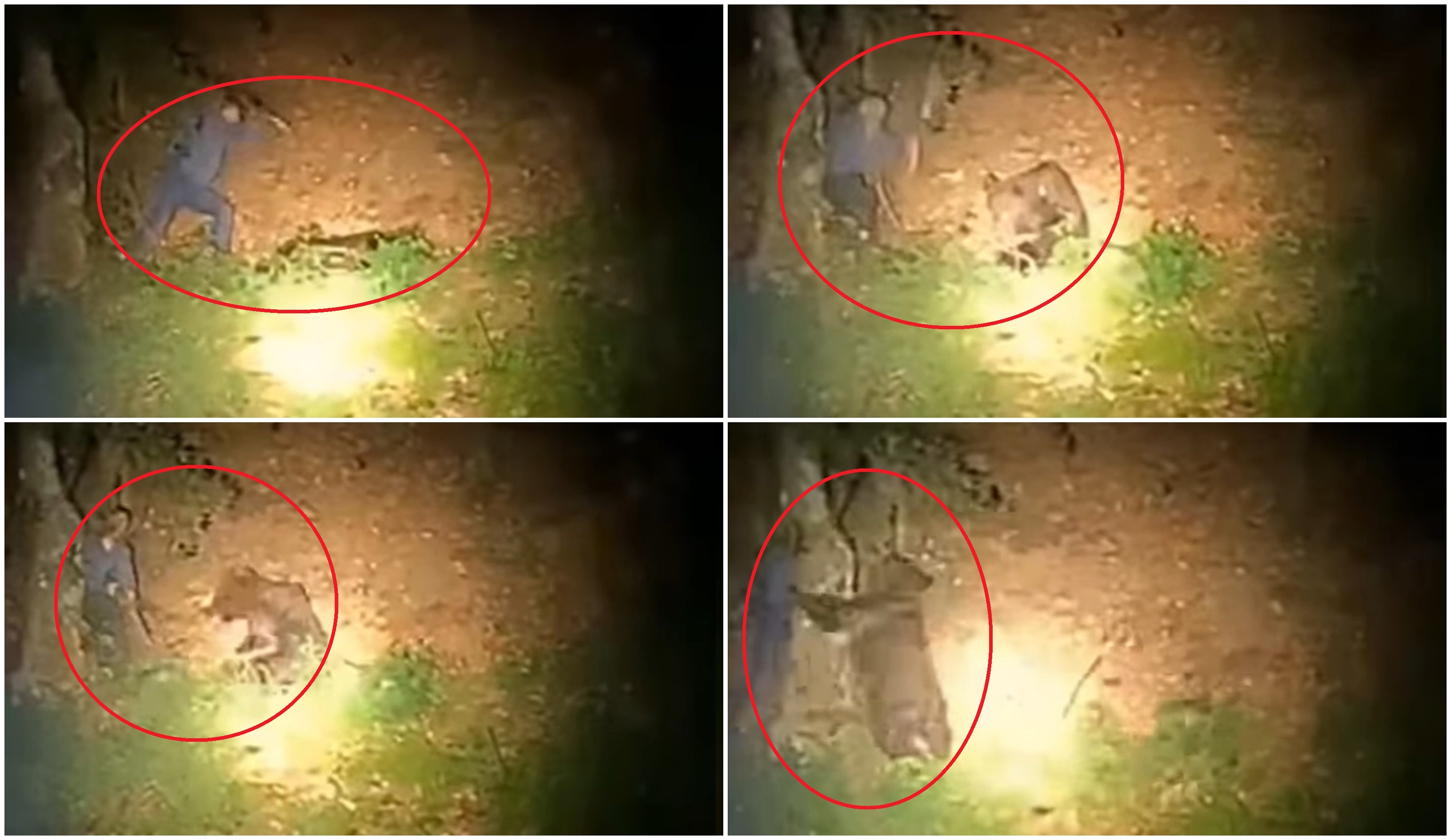 Un bărbat a fost filmat în timp ce lovea cu parul un urs care dormea liniștit în pădure. Animalul s-a năpustit asupra lui