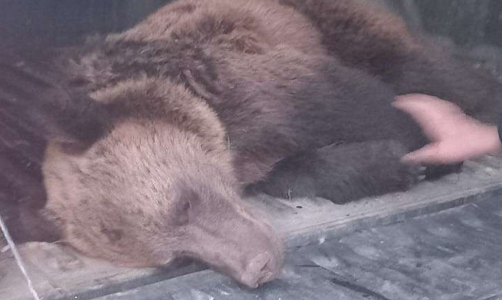 Un urs blocat într-un gard, în comuna Dragoslavele, a fost tranchilizat şi va fi relocat