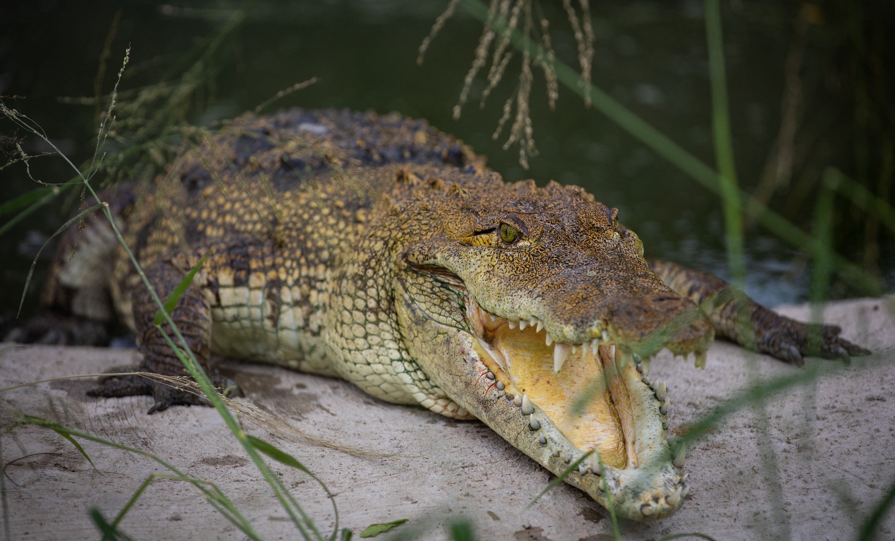 Un aligator care avea rămăşiţe umane între fălci a fost eutanasiat în Florida