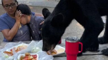 o femeie tine la piept un copil in timp ce un urs este pe masa si le mananca mancarea