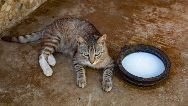 pisică sta lângă un bol cu lapte