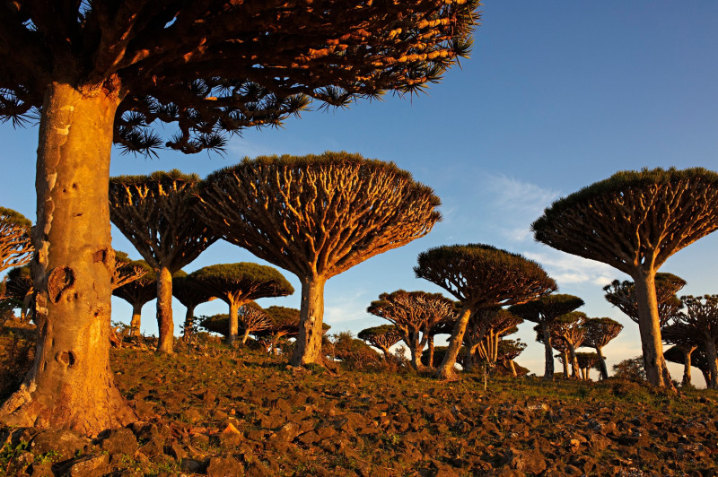 copaci-sângele-dragonului-socotra