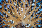 Dragon's blood tree