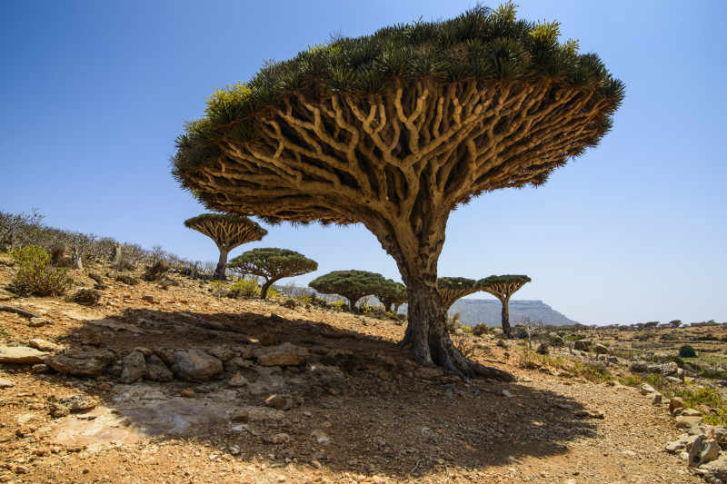 copaci-sângele-dragonului-socotra-2