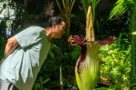 Corpse flower blooms at Adelaide Botanic Gardens, Adelaide, South Australia, Australia - 10 Jan 2023