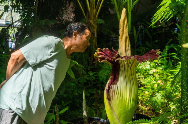 Corpse flower blooms at Adelaide Botanic Gardens, Adelaide, South Australia, Australia - 10 Jan 2023