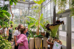 Wally, a Corpse Flower, blooms at Indiana University greenhouse - 28 Jun 2023