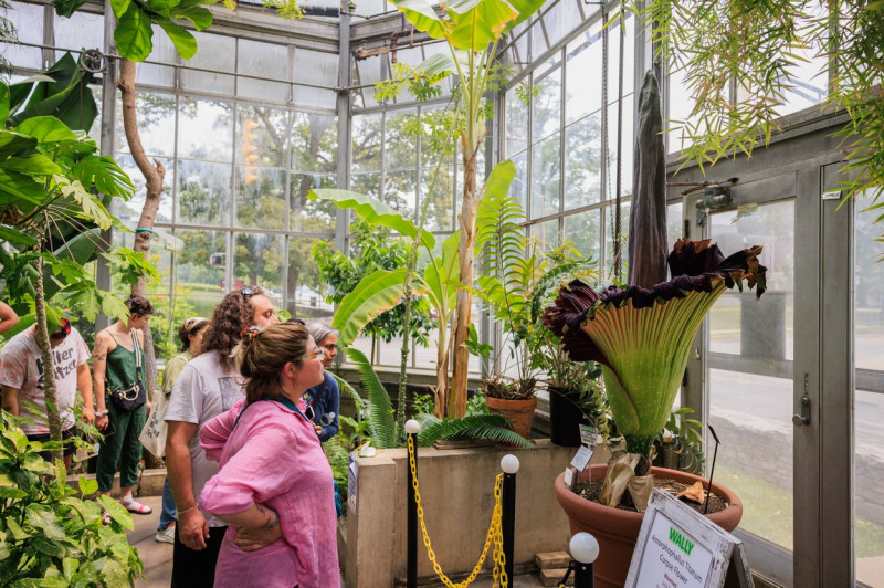 Wally, a Corpse Flower, blooms at Indiana University greenhouse - 28 Jun 2023
