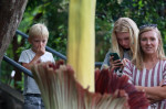 Rare 'corpse flower' named Wolfgang blooms at NC State