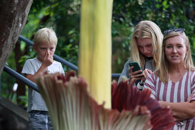 Rare 'corpse flower' named Wolfgang blooms at NC State