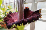 Wally, a Corpse Flower, blooms at Indiana University greenhouse - 28 Jun 2023