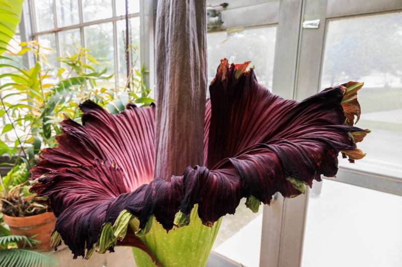 Wally, a Corpse Flower, blooms at Indiana University greenhouse - 28 Jun 2023