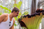 Wally, a Corpse Flower, blooms at Indiana University greenhouse - 28 Jun 2023