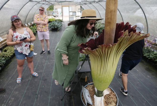 Rare 'Corpse Flower' Named Homo Erectus Blooms