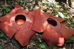 Rafflesia Arnoldii, the worlds largest flower