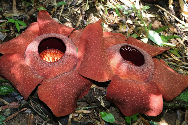 Rafflesia Arnoldii, the worlds largest flower