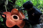 Rafflesia Arnoldii: World's Largest Flower