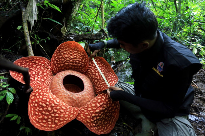 Rafflesia Arnoldii: World's Largest Flower
