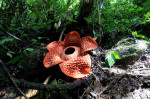 INDONESIA-WEST SUMATRA-RAFFLESIA FLOWER